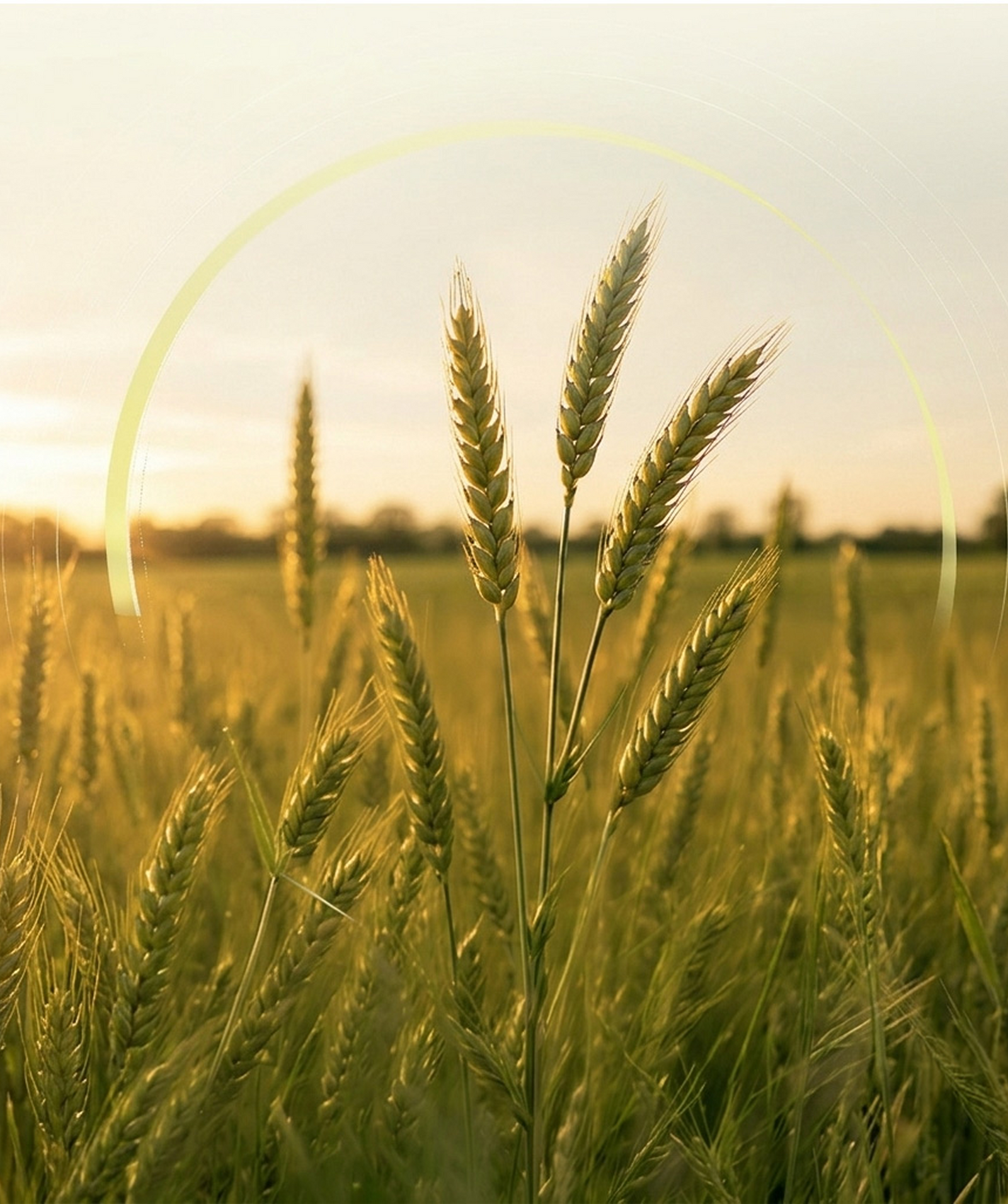 Wheat Field