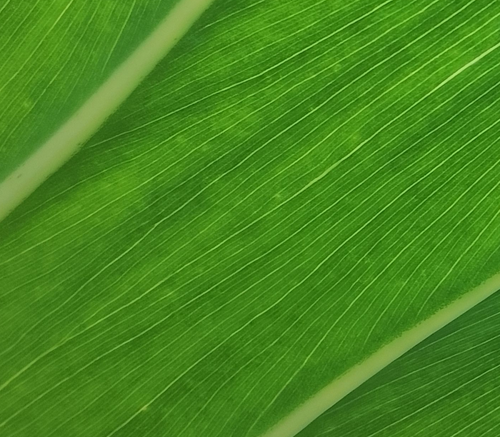 Leaf detail